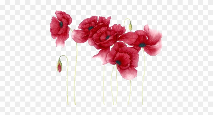 Watercolour Flowers, Watercolour Paintings, Watercolor - Red Flowers Watercolor Png #807872