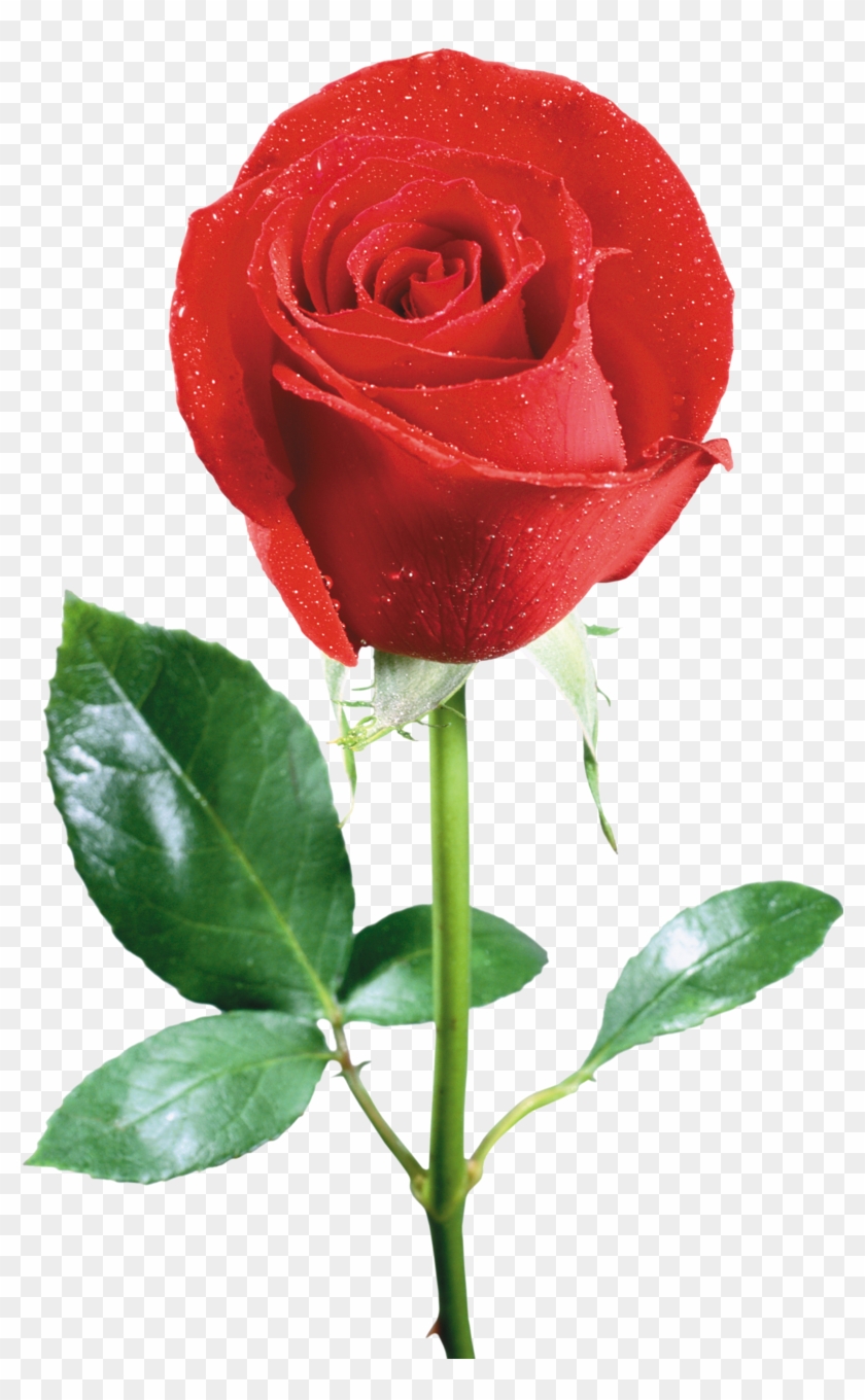 Rose Flower - Ferret - Rose Flower - Ferret #807923