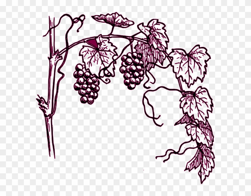 Draw A Grape Vine #807899