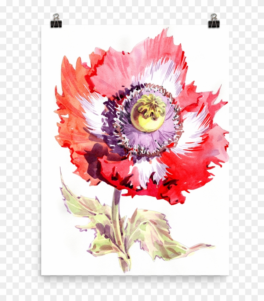 Bright And Floral Poppy Watercolour Matte Poster - Watercolor Painting #807912