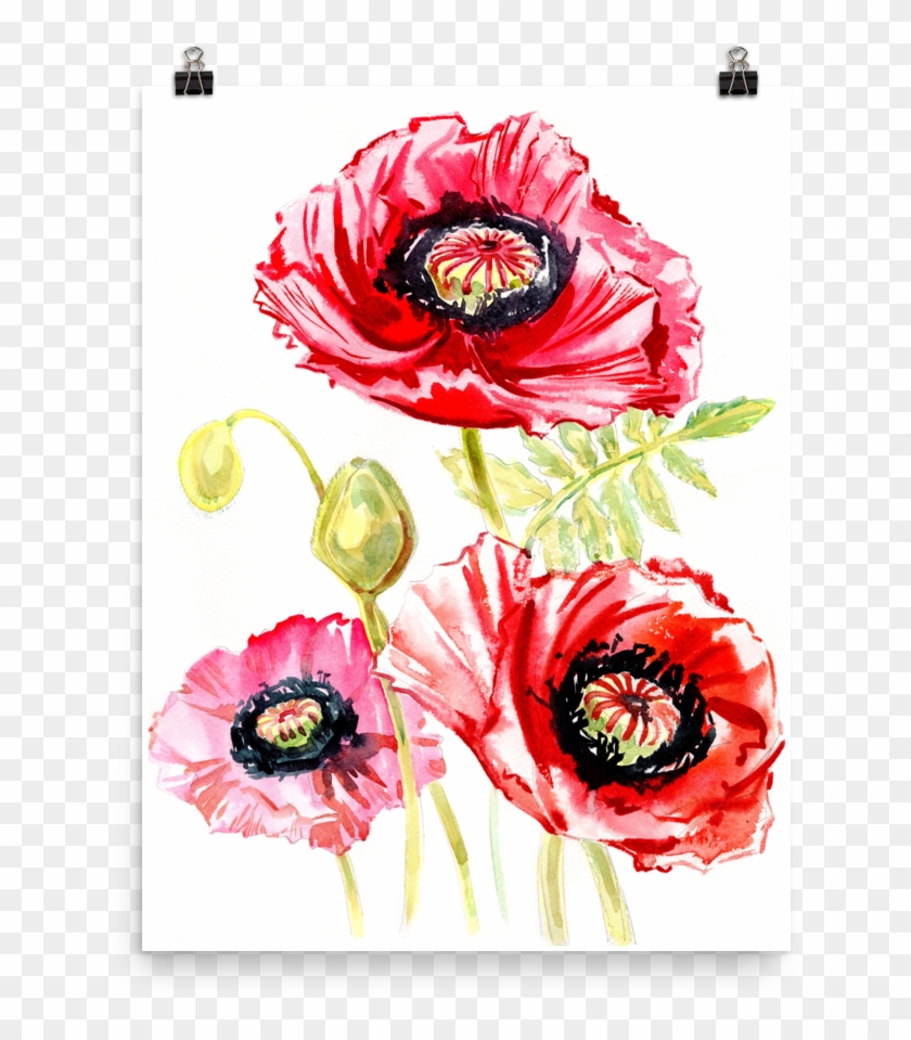 Bright And Floral Poppy Watercolour Matte Poster - Poppy #807920