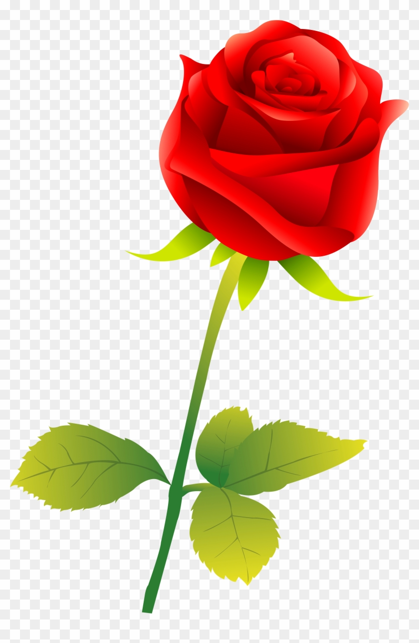 Garden Roses Flower - Garden Roses Flower #808308