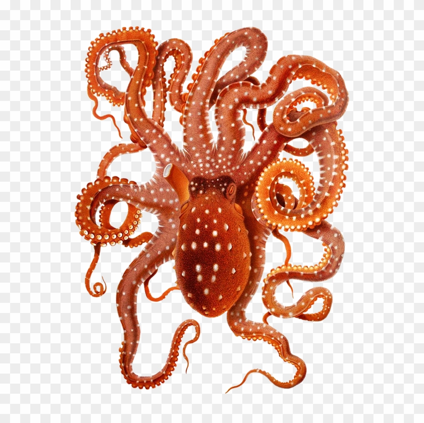 Ocotpus Image - Octopus Png #808037