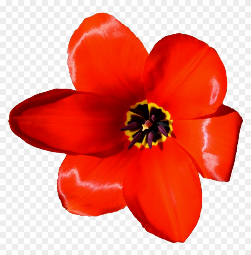 Flower Tulip Petal Microsoft Powerpoint Presentation - Flower Tulip Petal Microsoft Powerpoint Presentation #808236