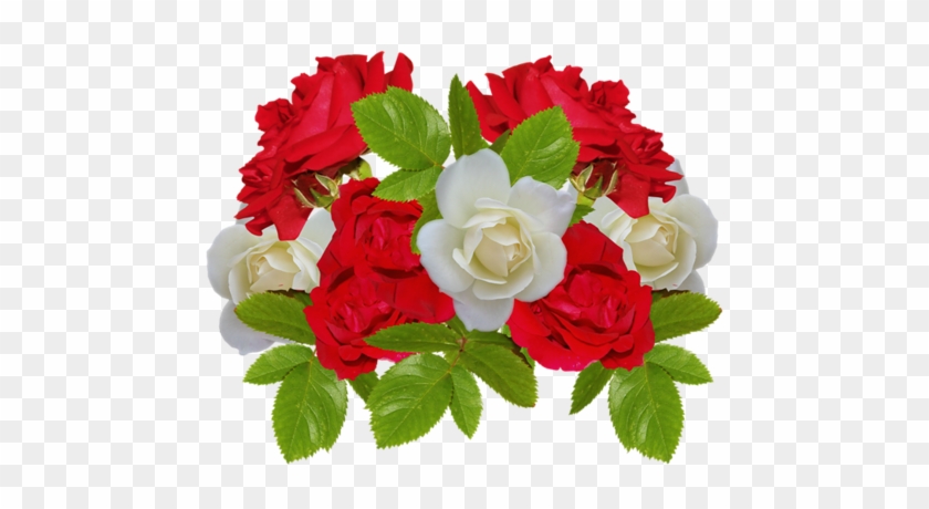Renkli, Beyaz Güller, White Rose Png Pictures, Png - Flor Blanca Y Roja Png #808199