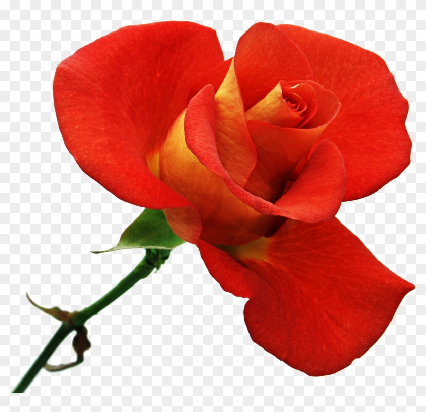 Garden Roses Flower Clip Art - Garden Roses Flower Clip Art #808565