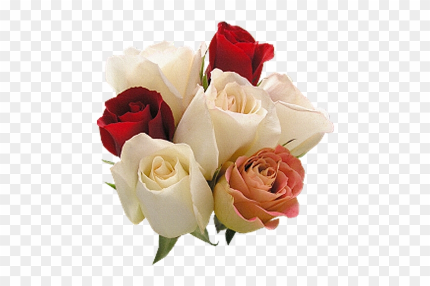 Renkli, Beyaz Güller, White Rose Png Pictures, Png - Good Morning Pictures For Whatsapp #808342