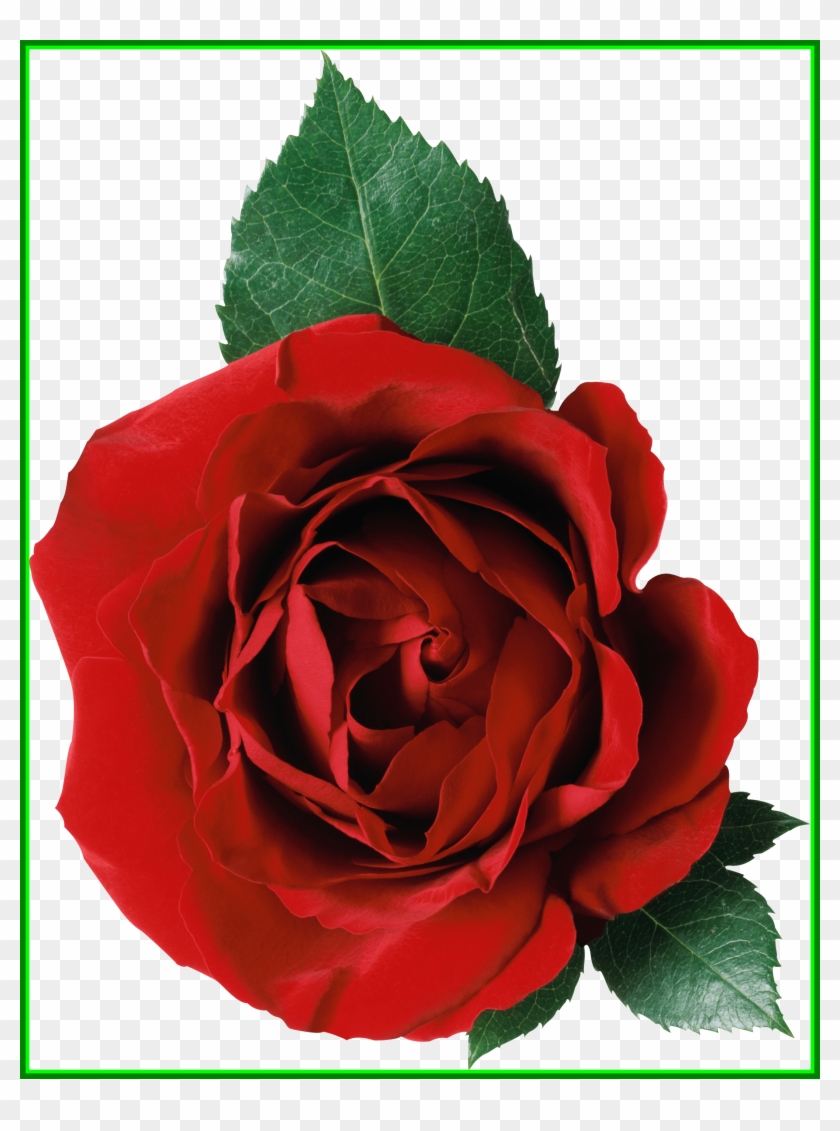 Stunning Rose Png Image Picture Pict Of Flower No Background - Rose #808355
