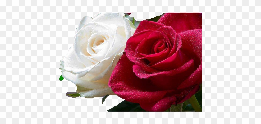 White And Red Roses Together - Roses Meme #808364
