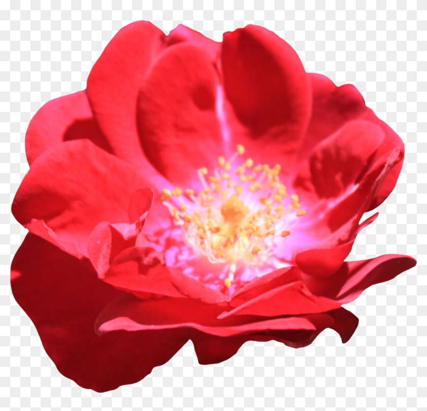 Red Rose 01 Png By Thy Darkest Hour - Water Lily #808373