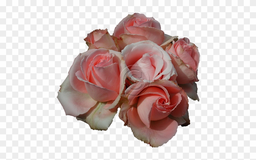 Pink Roses File - Transparent Roses #808388