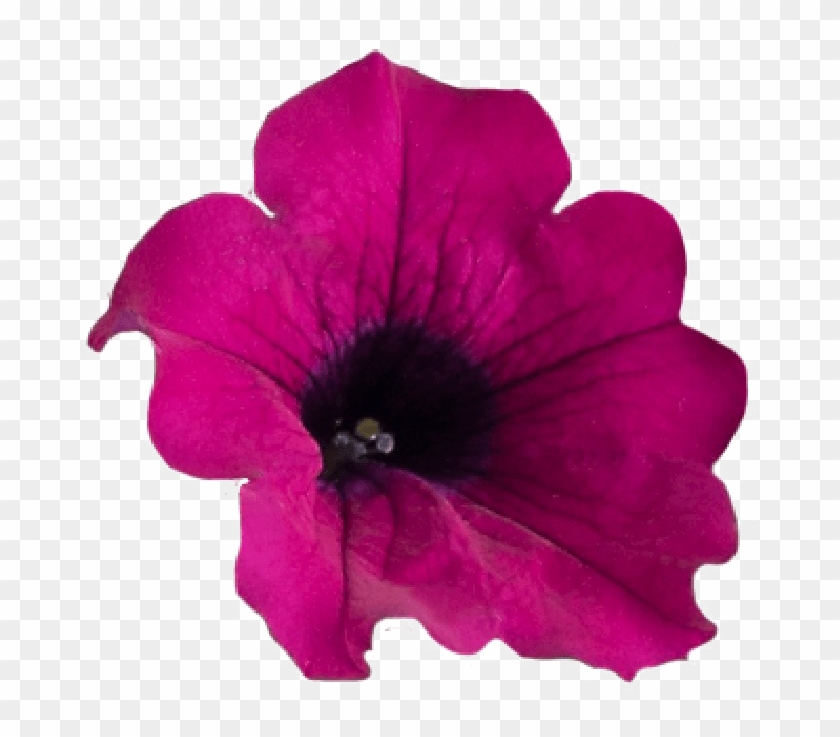 Hey Вверх Nature Flowers Petunia Pngmart002 Load20180523 - Petunia Png #808445
