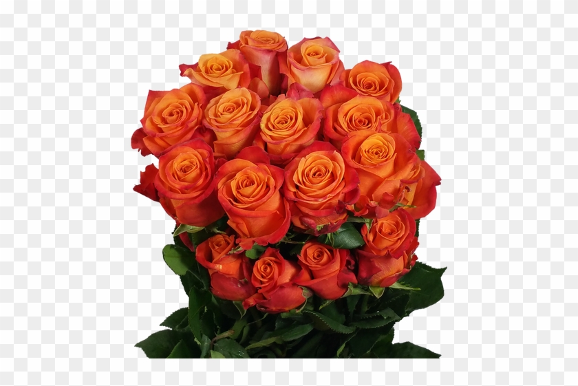 Blood Orange Roses - Blood Orange #808457