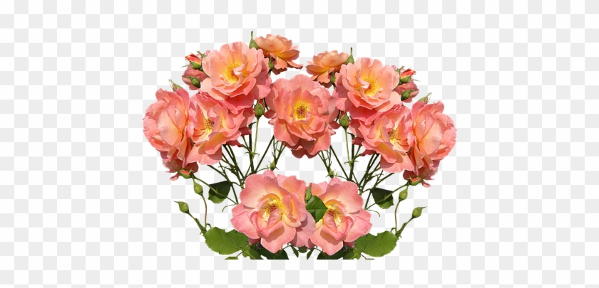 Roses, Love, Valentine's Day, Rose Bloom, Garden - صور ورود #808459