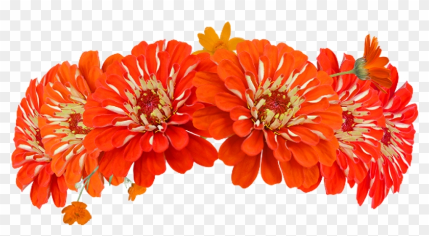 Headband Flowers Ta Color Flowerhead Flowercrown Cro - Tagetes Patula #808472