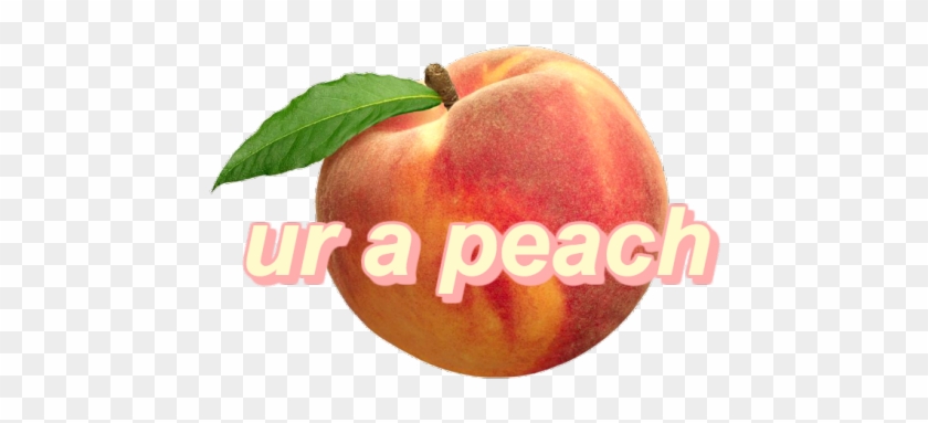 Peach Fruit #808476