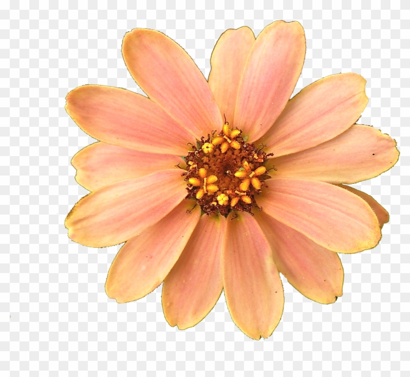 Get Flower Png Pictures Image - Peach Color Flower Png #808513