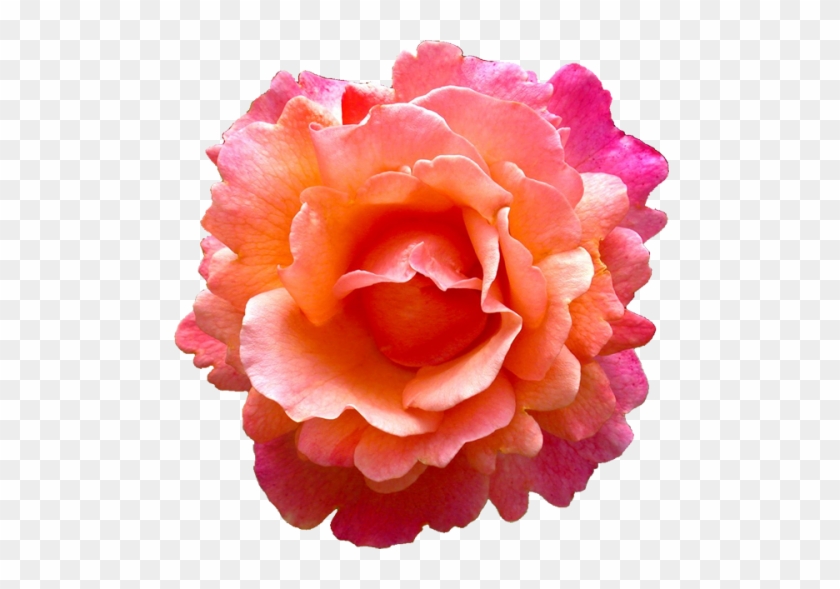 Rose Flower Pink Earring Orange - Orange Flower Png #808531