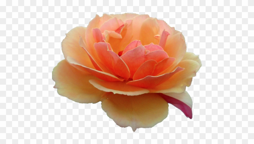 Orange Rose - Orange Flower Transparent #808582