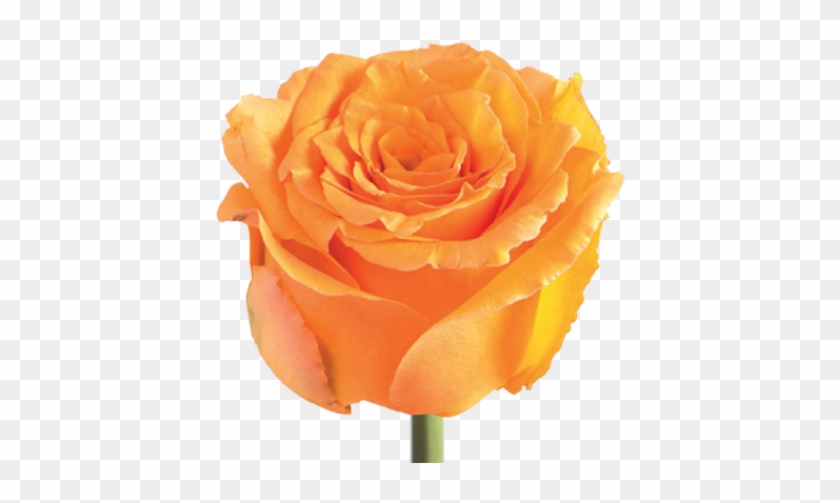 Interesting Cosima Orange Rose Extremely Flower Flow - Garden Roses #808587