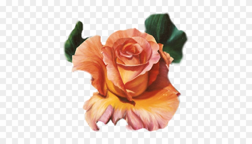 Orange Roses - Roses Red Orange Png #808589