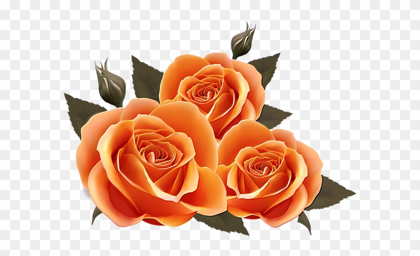 Orange Roses - Birthday Wishes For Best Friend #808592