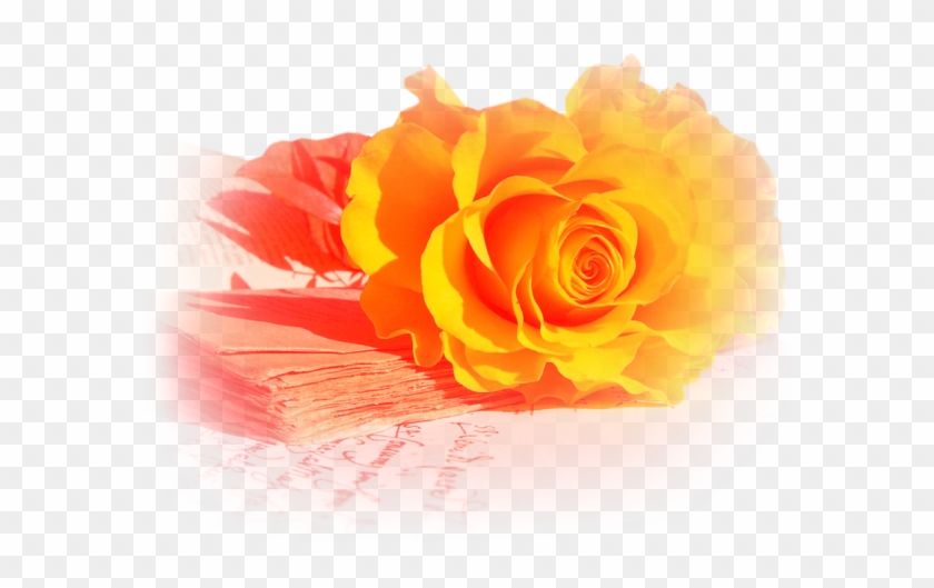 Orange Roses - Beautiful Pictures Of Yellow Roses #808594