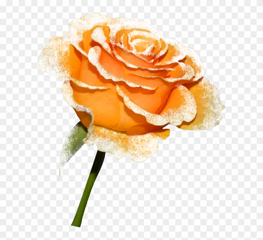 Orange Roses - Beach Rose #808604