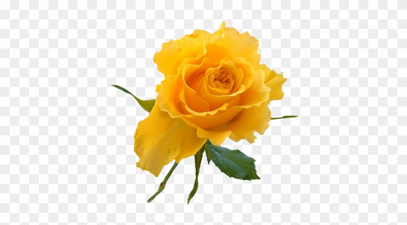 Yellow Rose Flower Png Манит В Besides Transparent - Good Night Messages With Flowers #808606
