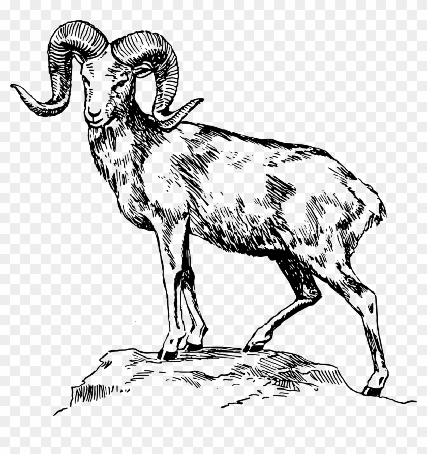 Goat Mountain Standing Horns Transparent Image - Mountain Goat Clip Art #808615