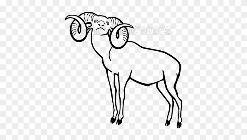 Proud Ram - Mouflon #808714