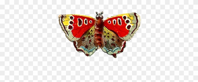 This Is An Antique, Victorian Scrap Of An Insect Die - Speckled Wood (butterfly #808728