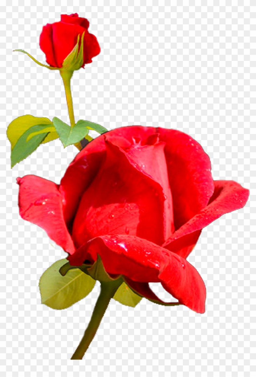 Garden Roses Centifolia Roses Cut Flowers Rosaceae - Garden Roses Centifolia Roses Cut Flowers Rosaceae #809012