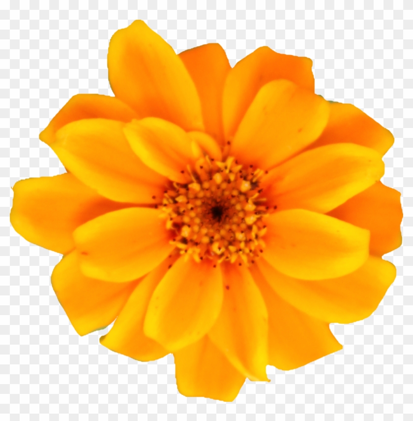 Yellow Orange Persian Zinnia By Thy Darkest Hour On - Yellow Orange Zinnia Flower Png #808963