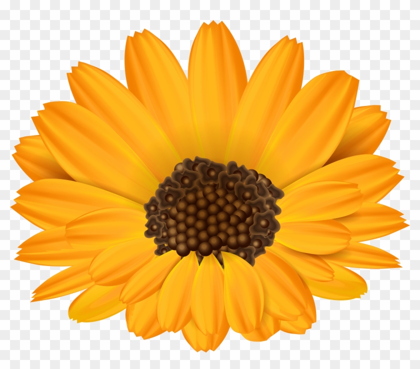 Common Sunflower Template Paper Leaf - Flor Do Girassol Fundo Branco #808976