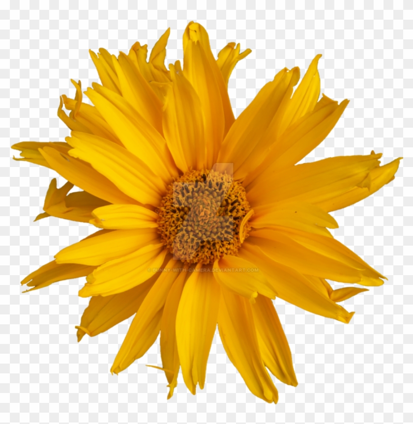 Pretty Yellow Flower Png By Bunny With Camera - Yellow #808984