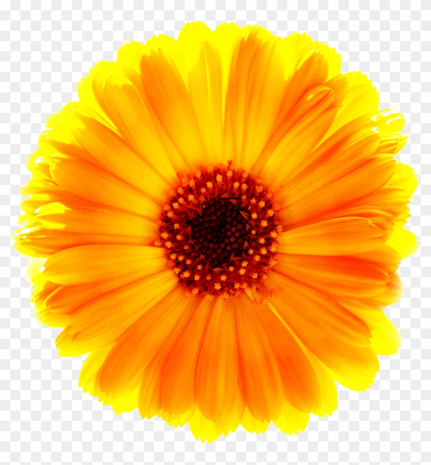 Verusanimus Orange Marigold Flower Png - Sun Flower #808990