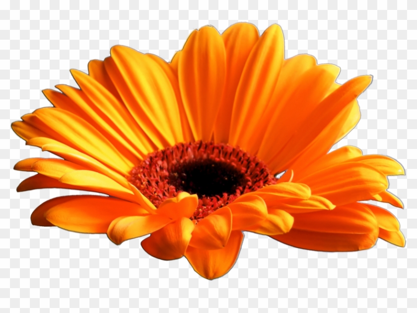 Clear Cut Png By Travail De Lame - Orange Flower Png Transparent #809027