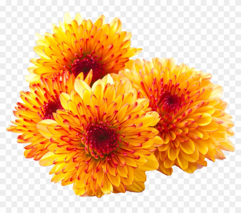 Chrysanthemum Png Photos - Chrysanthemum Flower Png #809034