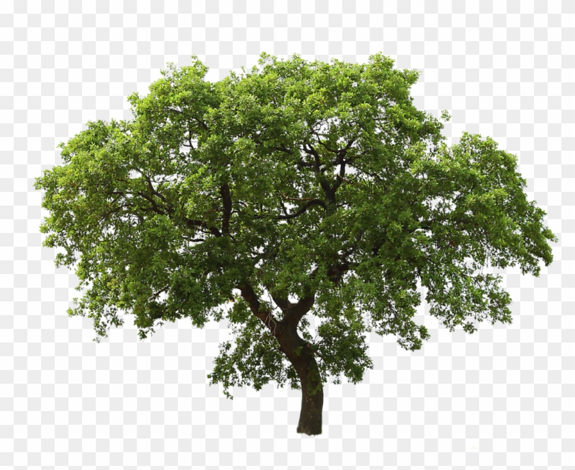 Tree Png Image - Oak Tree Png #809061