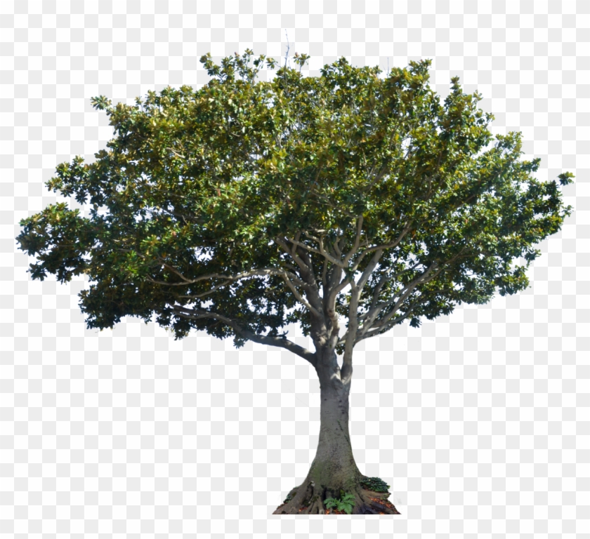 Tree Stock Photo Dsc 0261 Png By Annamae22 - Tree Canopy Png #809069