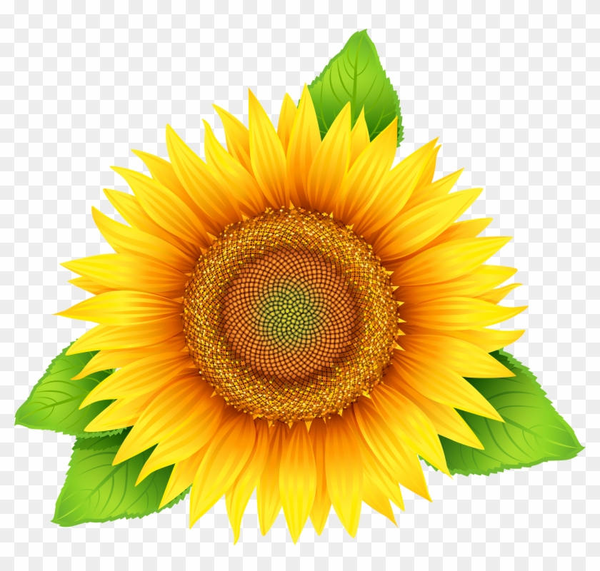 Sunflower Png - Sunflower Clipart #809079