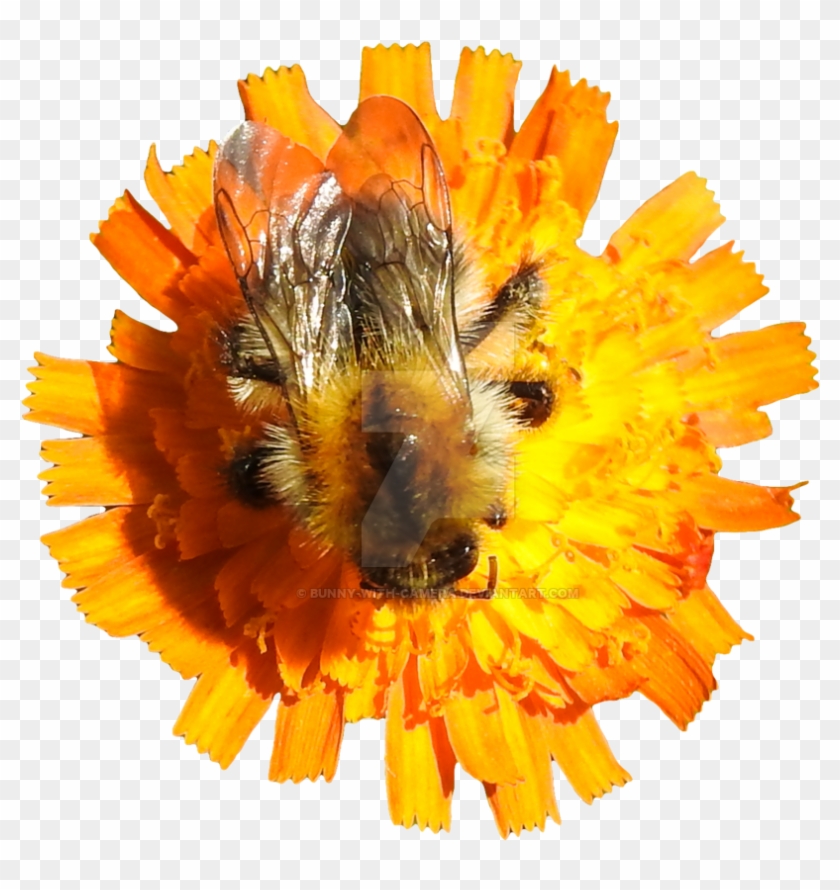 Bumblebee On Orange Flower Png By Bunny With Camera - Bumblebee #809097