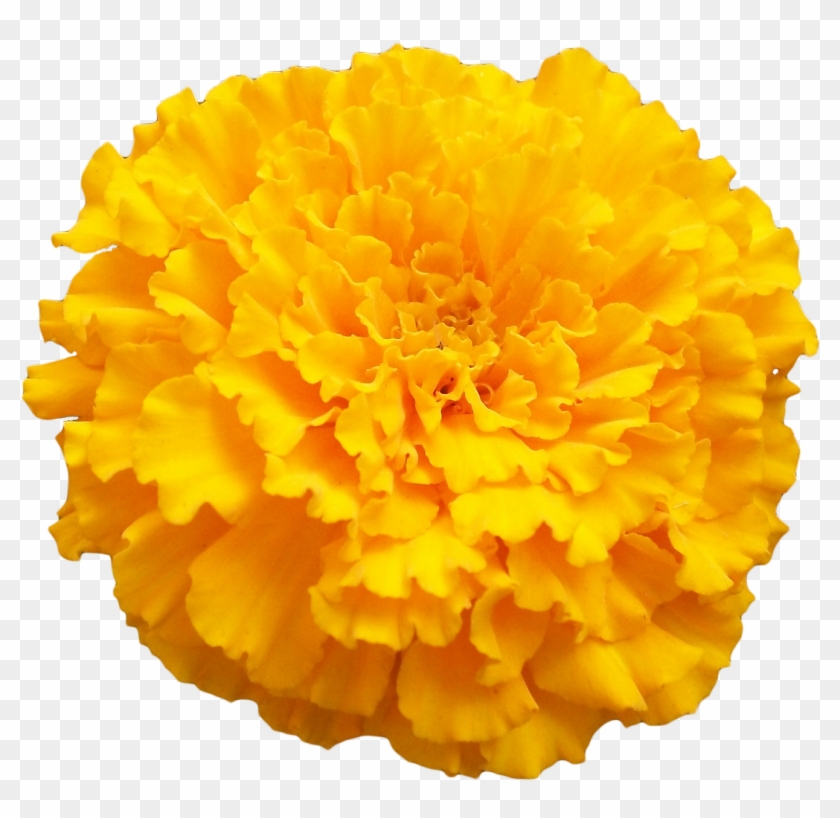 Marigold Clipart Flower Tumblr - Marigold Png #809100