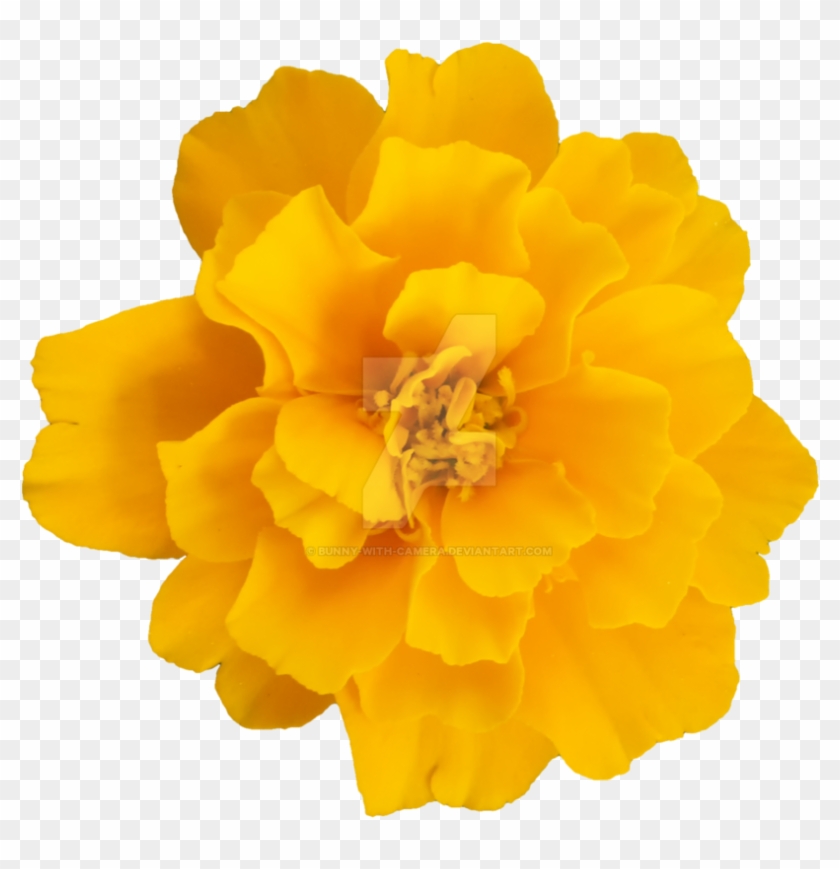 Yellow Flower Png By Bunny With Camera - Png Yellow Flower #809103