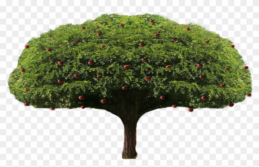 Apple Tree Png By Lordnicax - Oak #809106
