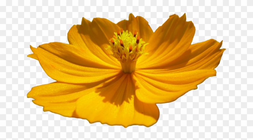Flor Png Flower Png By Malkarma - Yellow Flower Cosmos Png #809112