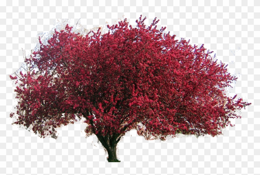 Crabapple Clipart Clipground Crab Apple Tree - Red Cherry Tree #809133