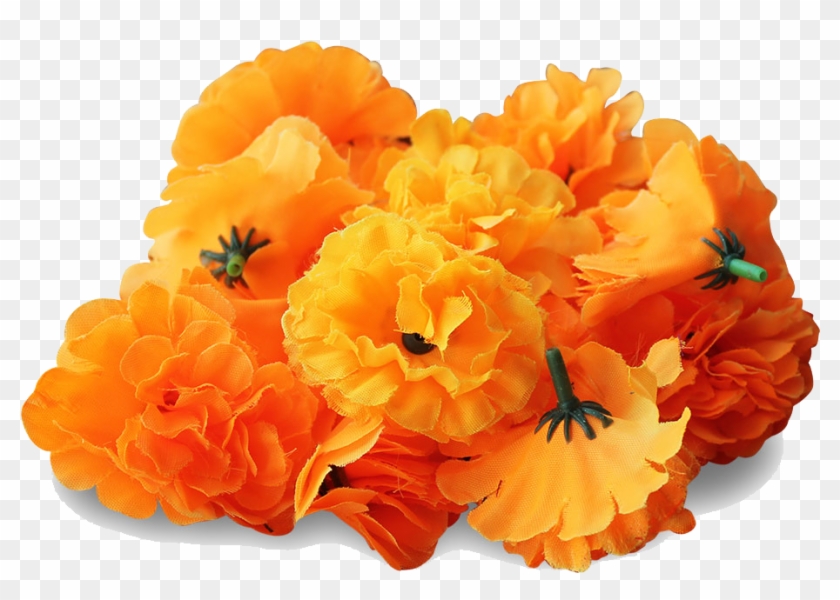 Flowers - Marigold Png #809159
