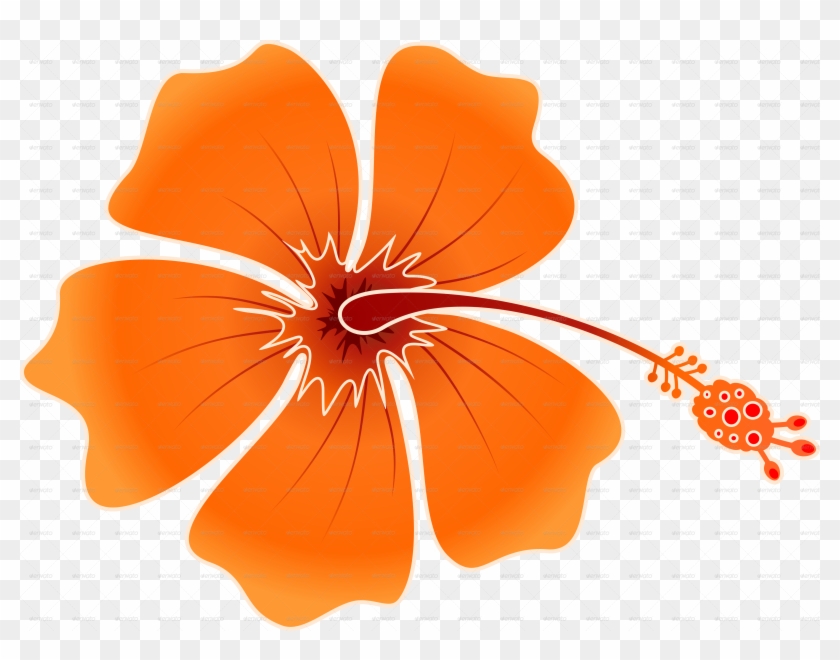 Orange Hibiscus Isolated- Png - Hibiskis Png #809160